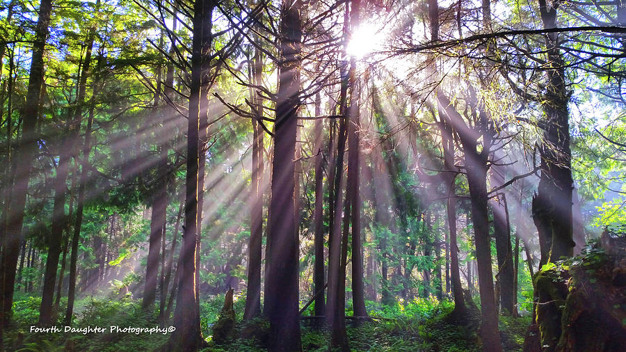 Morning Sunbeams Photograph by Diane Shirley