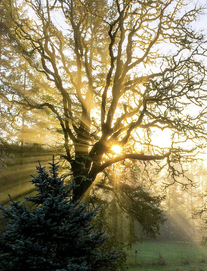 Morning Sunburst Photograph by Mike Bergen