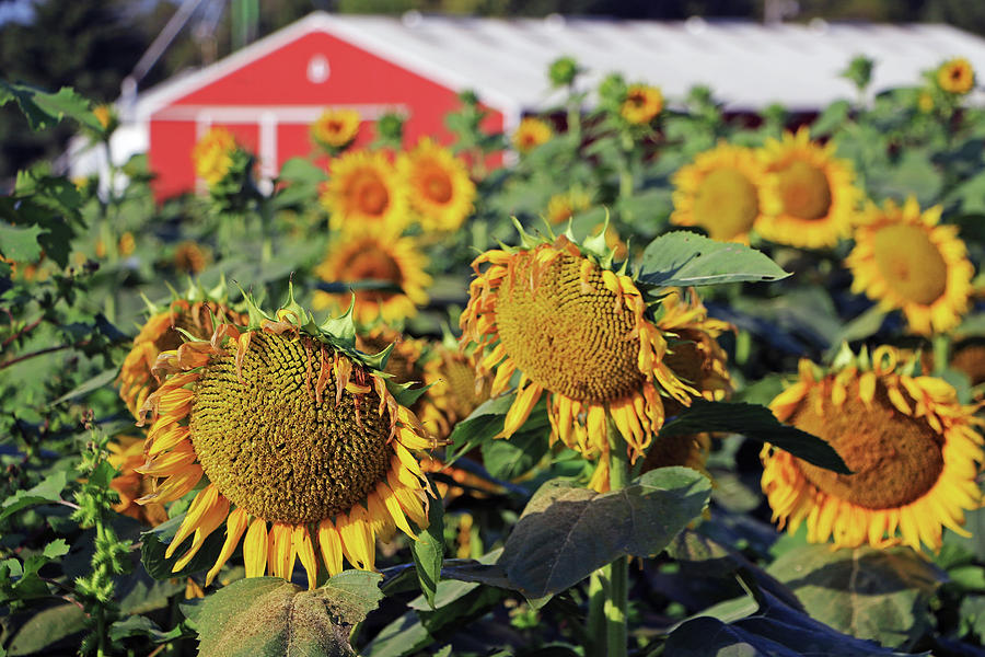 Morning Sunflower Farm  Photograph by Christopher McKenzie
