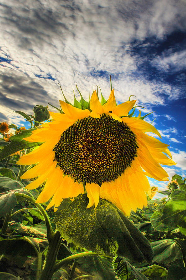 Morning Sunflower Photograph by Juli Ellen