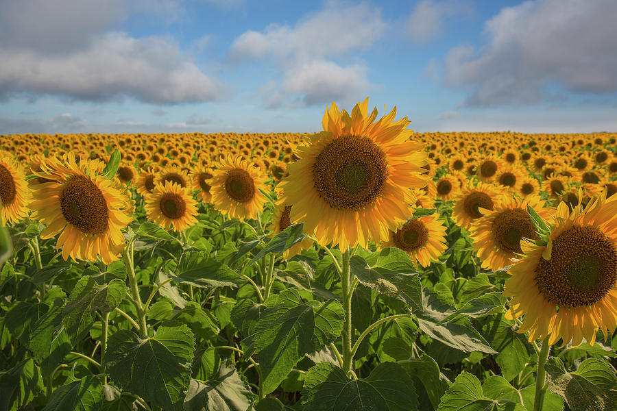 Morning Sunflowers 1 Photograph by Rob Greebon