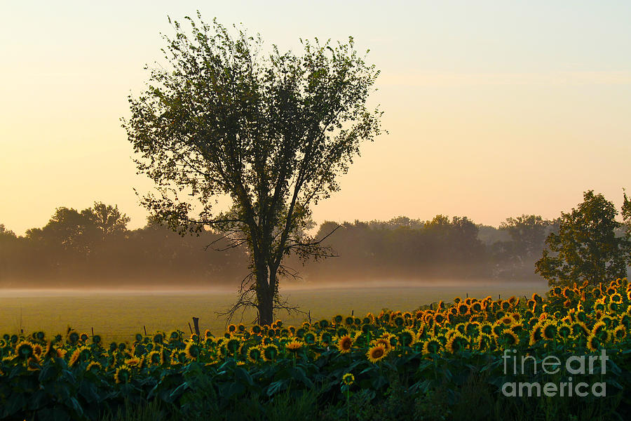 Morning Sunflowers Photograph by Catherine Sherman