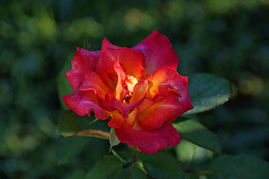 Rose Photograph - Morning Sunlight by Sandy Keeton