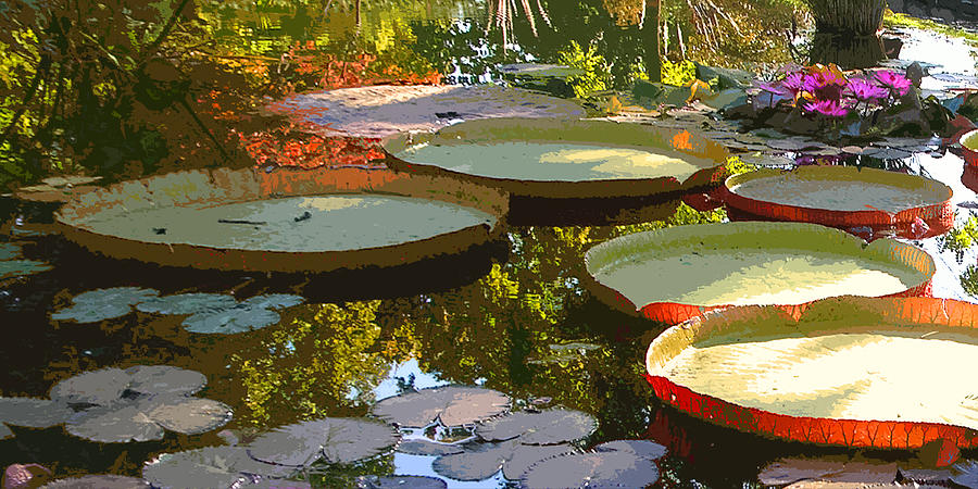 Garden Pond Photograph - Morning Sunlight through Lilies by John Lautermilch