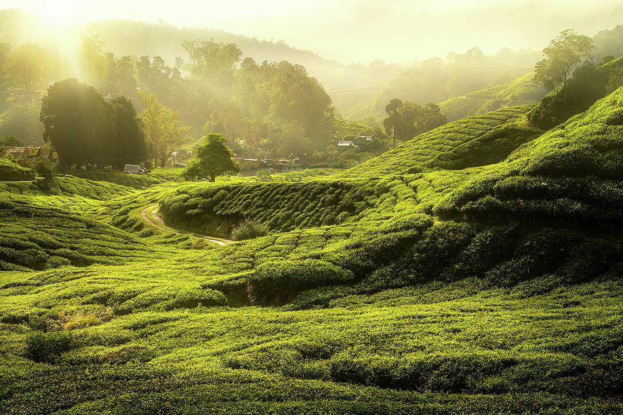 Morning sunrise and The tree and green tea farm  Photograph by Anek Suwannaphoom