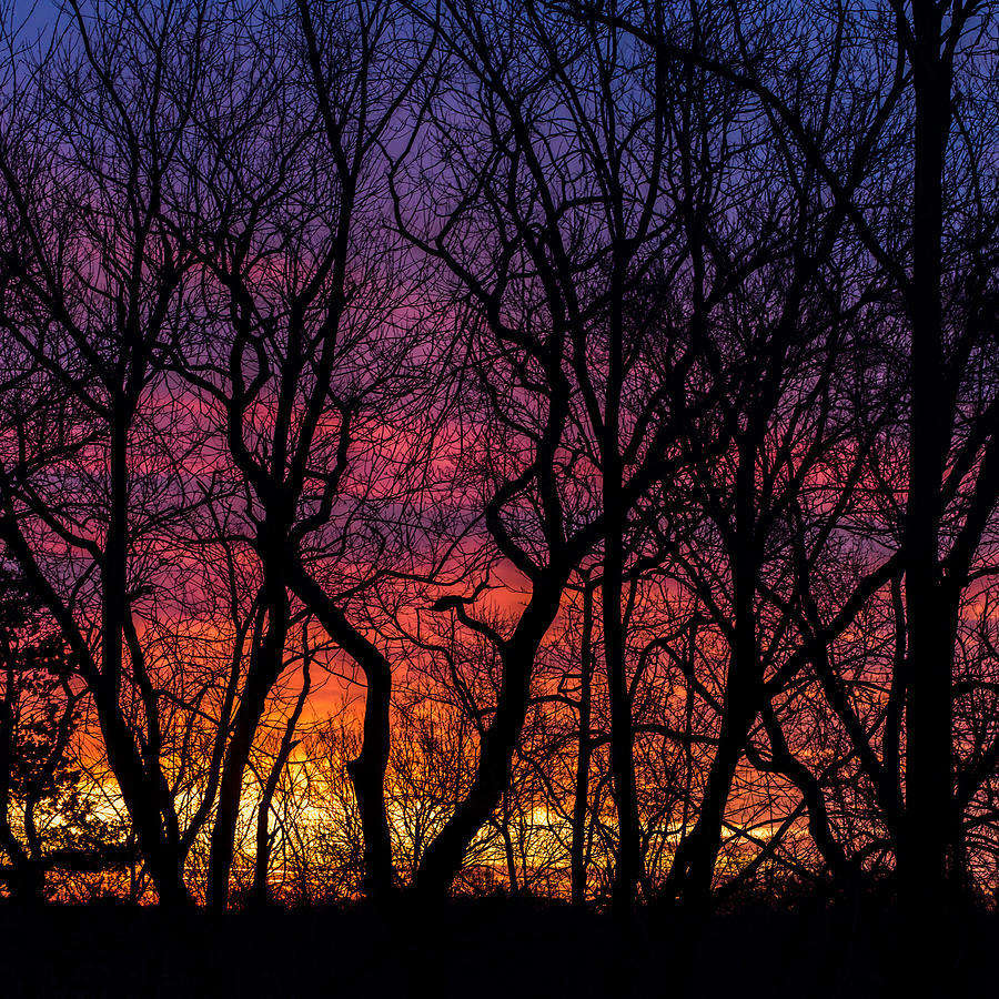 Morning Sunrise Trees Square Photograph by Terry DeLuco