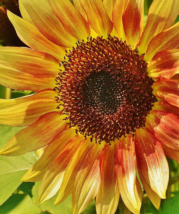Sunflower Photograph - Morning Sunshine by Bruce Bley