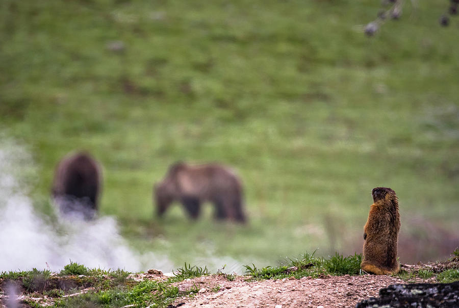 Bear Photograph - Morning Surprise by Peter Mangolds