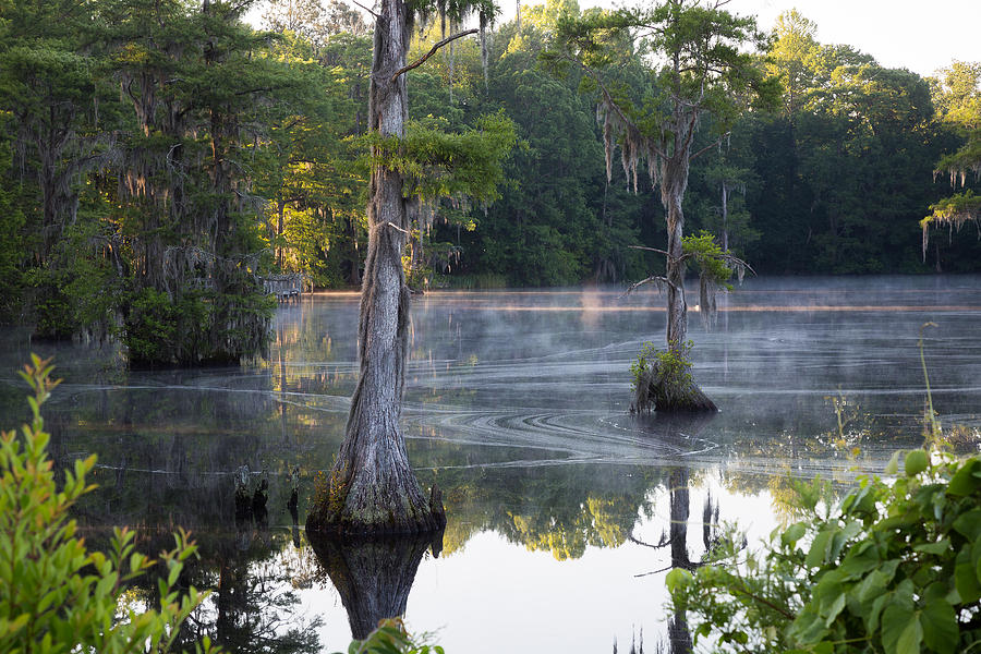 Morning Swamp Mist Photograph