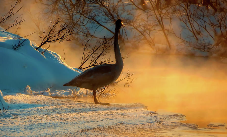 Morning Swan In Russia Photograph by Mountain Dreams