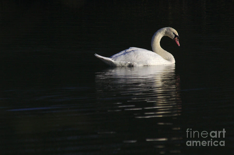 Morning Swan Photograph by Jeremy Hayden