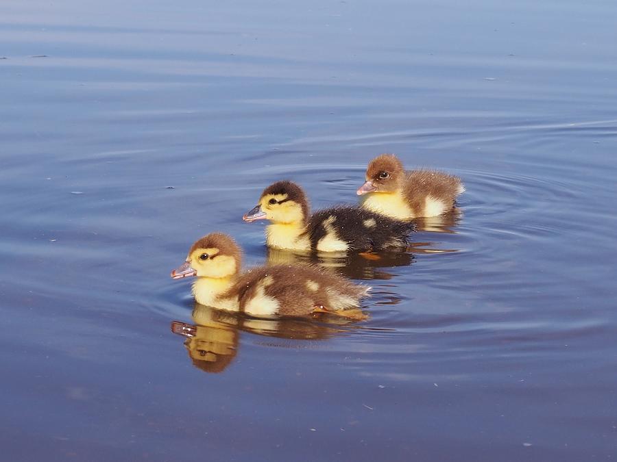 Ducklings Photograph - Morning Swim by Kayla Hall Ducklings Photograph - Morning Swim by Kayla Hall
