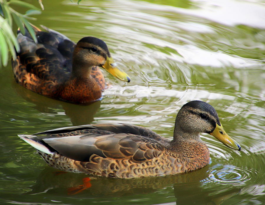 Morning swim Photograph by Tanya Porter - Fine Art America