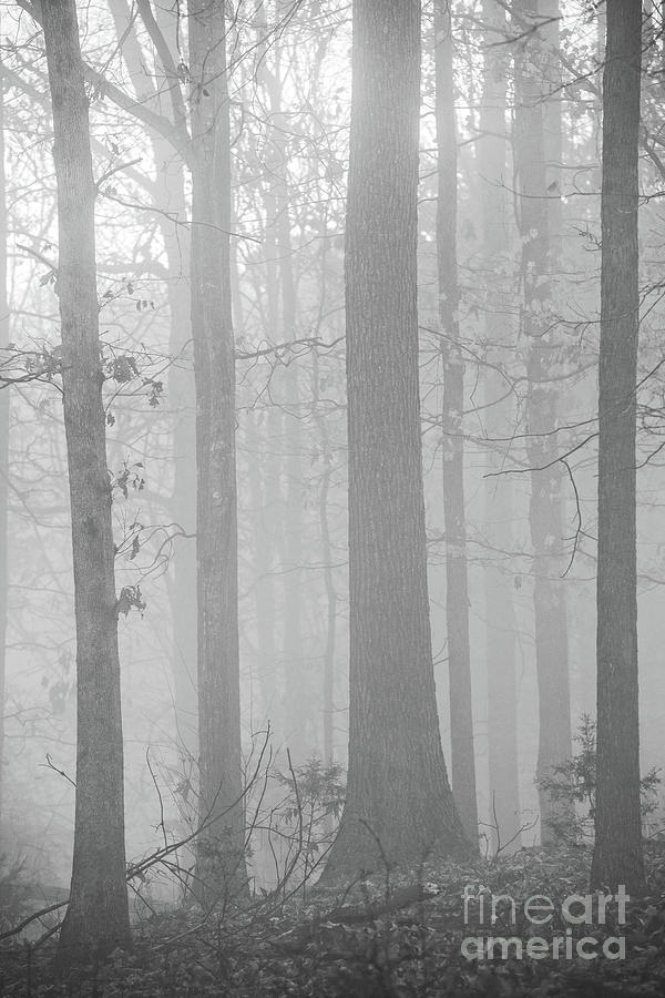 Morning Thru the Fog Photograph by Nicki McManus