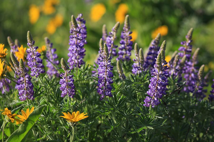 Morning time lupine Photograph by Lynn Hopwood
