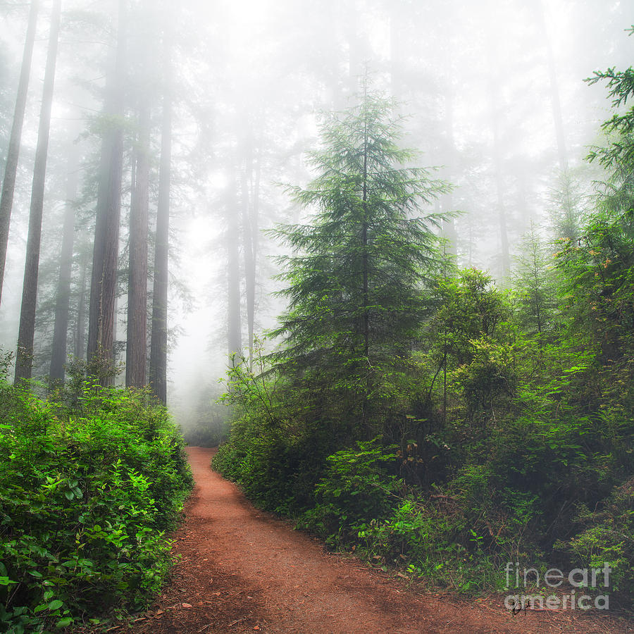 Morning Trail Photograph by Anthony Michael Bonafede