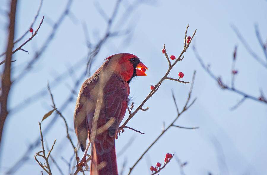 Cardinal Photograph - Morning Treat- Northern Cardinal - Cardinalis Cardinalis by Spencer Bush