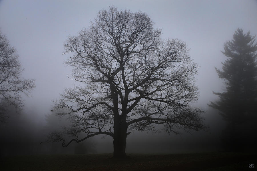 Morning Tree Photograph by John Meader
