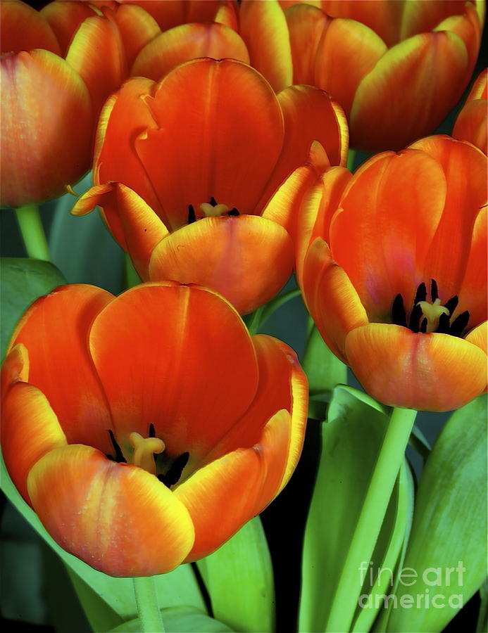 Morning Tulips Photograph by Rodger Helwig