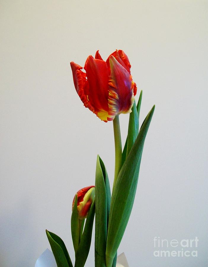 Tulip Photograph - Morning Two of Tulip Opening by Marsha Heiken