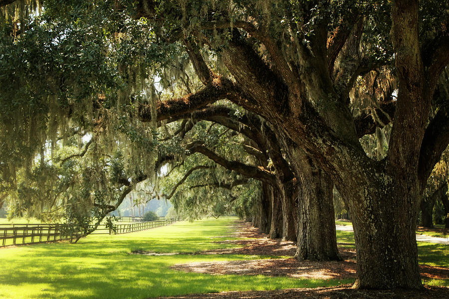 Morning Under The Mossy Oaks Photograph by Sharon McConnell