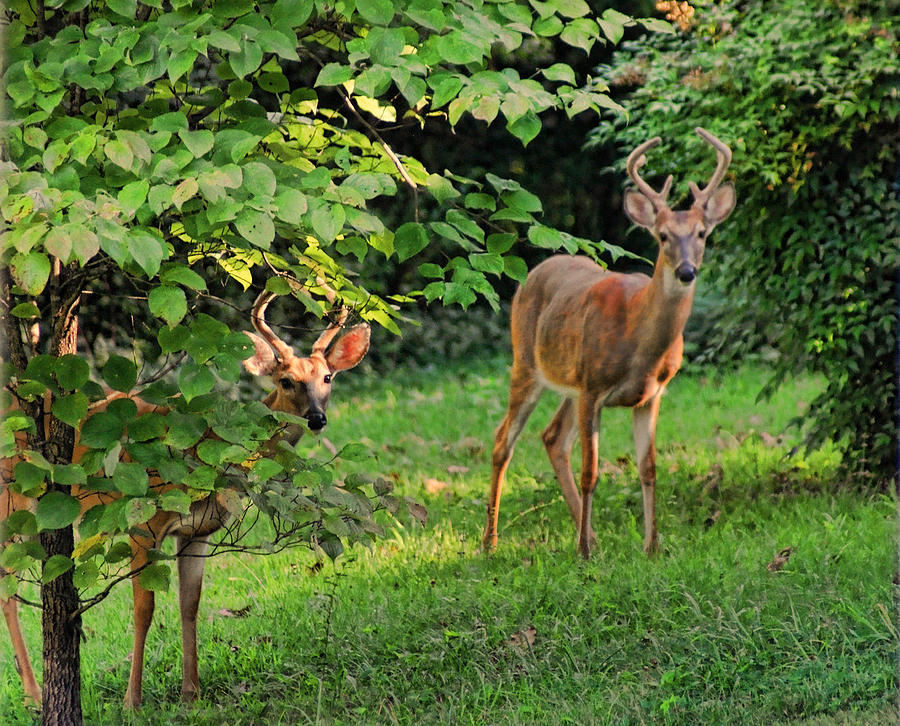 Deer Photograph - Morning Visitors by Rick Friedle