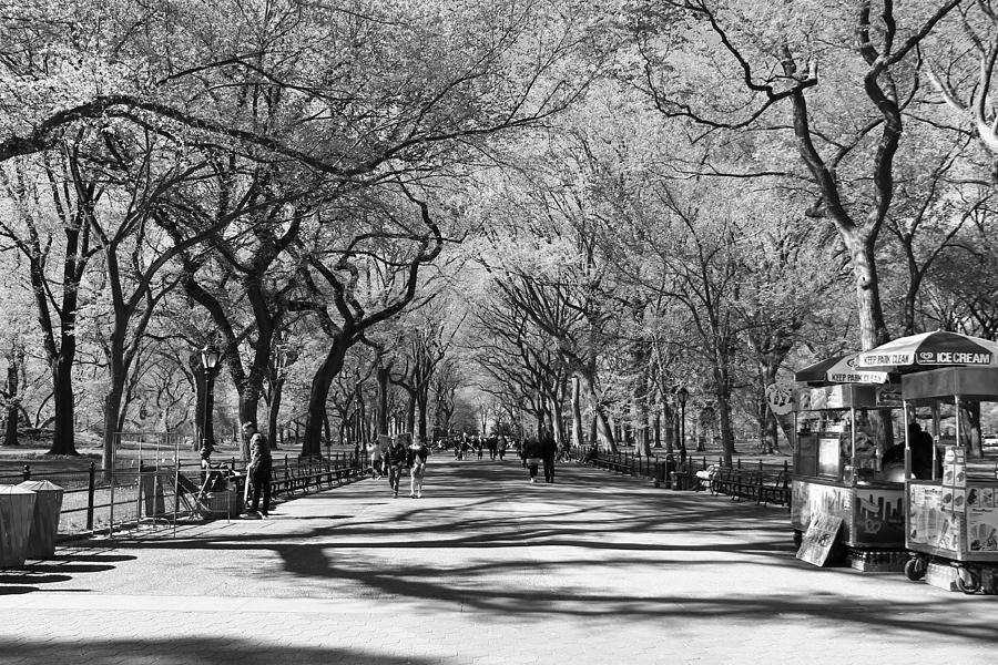 Morning Walk in the Park Photograph by Catie Canetti