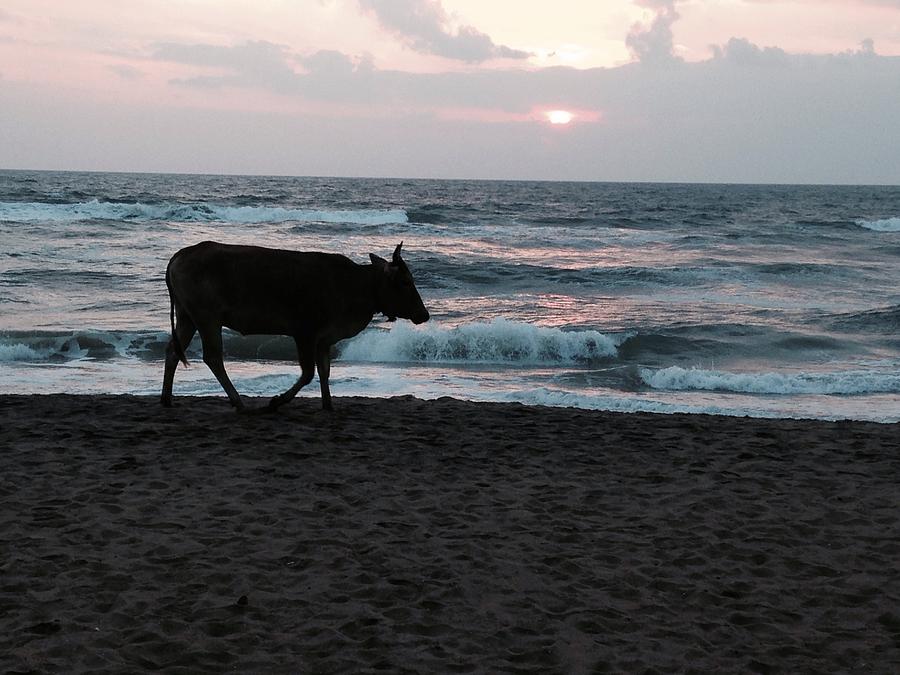 Cow Photograph - Morning walk on the beach by LeLa Becker