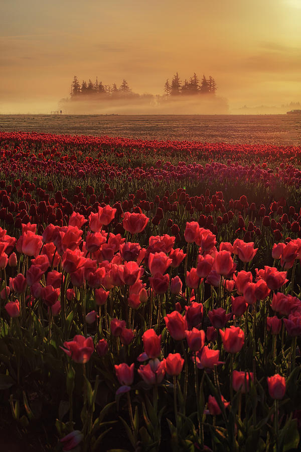 Tulips Photograph - Morning Warmth by Vincent James Tulips Photograph - Morning Warmth by Vincent James
