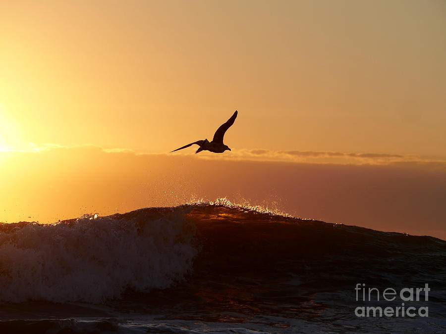 Sunrise Wave Photograph by Rachel Morrison