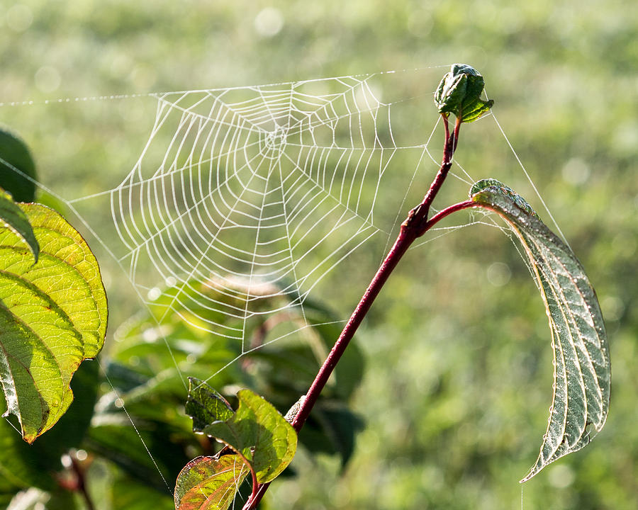 Morning Web #1 by Marc Champagne Morning Web #1 by Marc Champagne