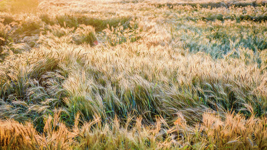 Morning Wheat Photograph by Joe Shrader