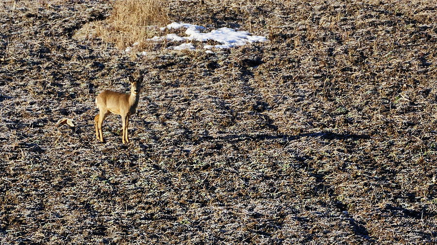 Morning. White-tailed deer Photograph by Jouko Lehto