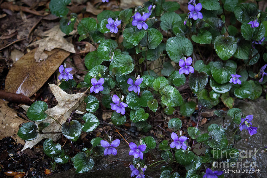 Morning Wild Violets Photograph by Patricia Babbitt