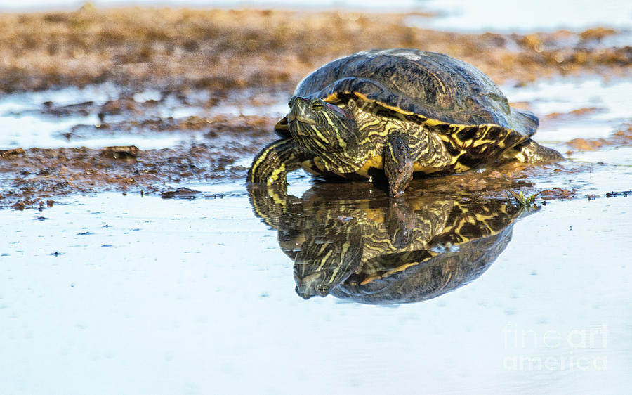 Morning with a turtle  Photograph by Ruth Jolly
