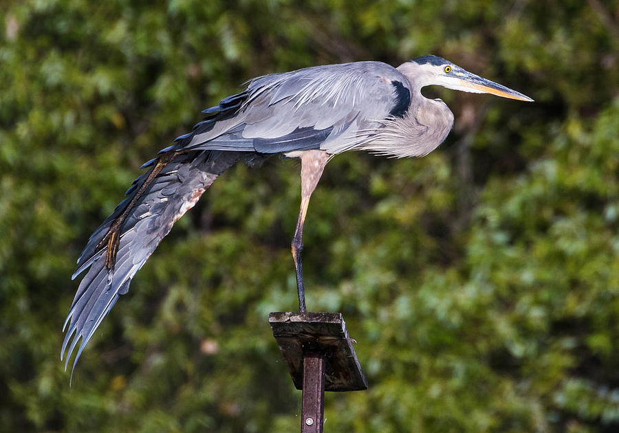 Morning Yoga Great Blue Heron Style Photograph by Mindy Musick King