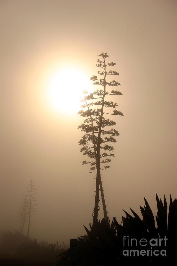 Landscape Photograph - Morning Yucca by Balanced Art