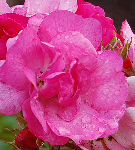 MorningDew On Pink Rose Photograph by Barbara J Blaisdell