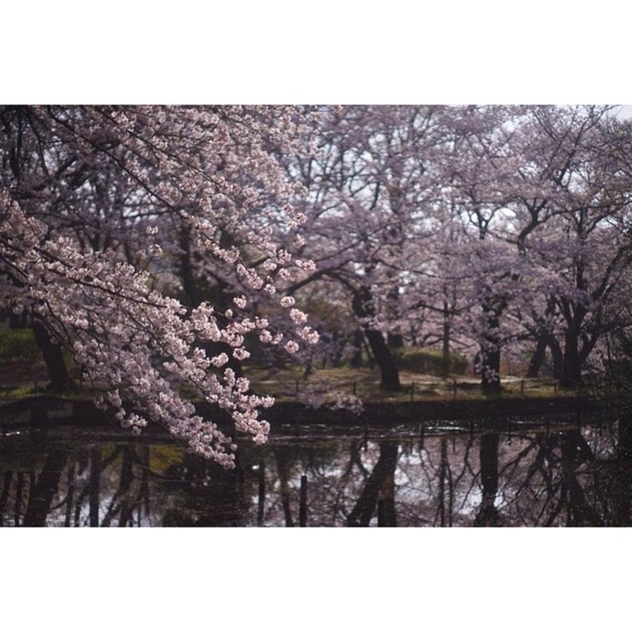 Spring Photograph - Morning
#l4l #love #ff by Yuka Uemura