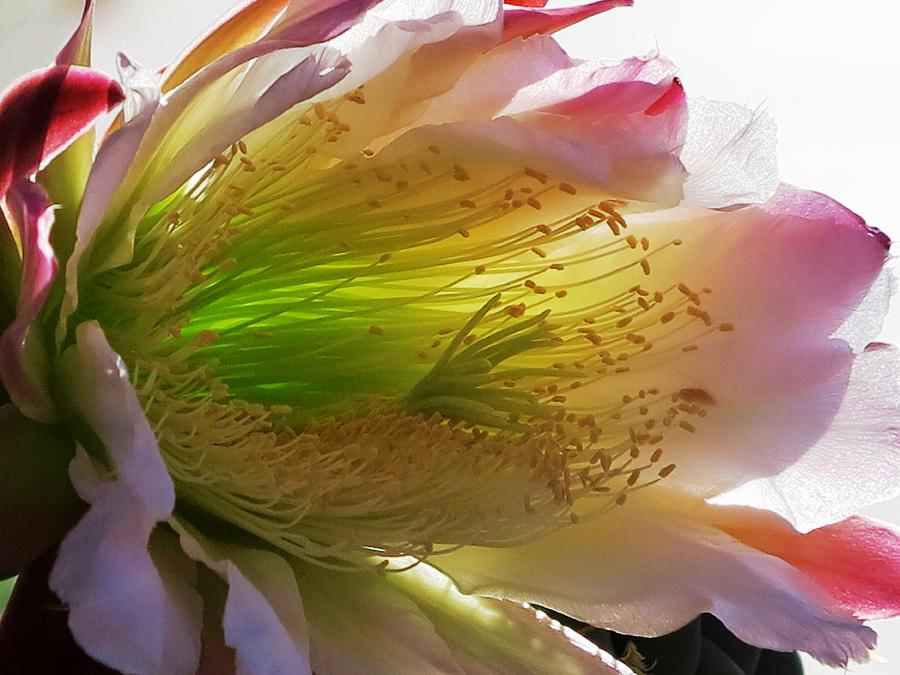 Cactus Flower Photograph - Mornings Glory by Hazel Vaughn