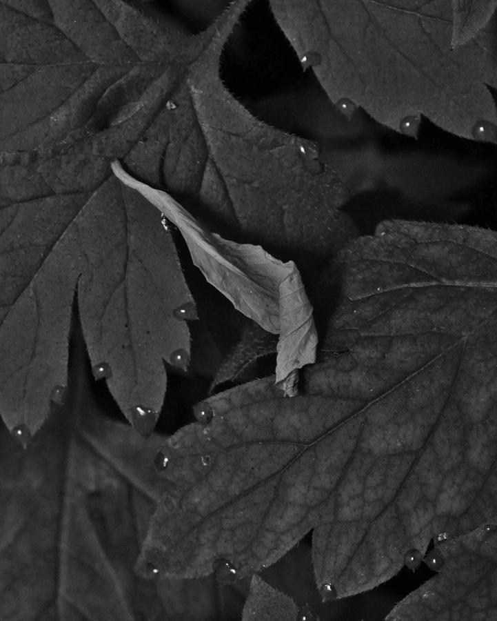 Mornings Leaf Photograph by Charles Lucas