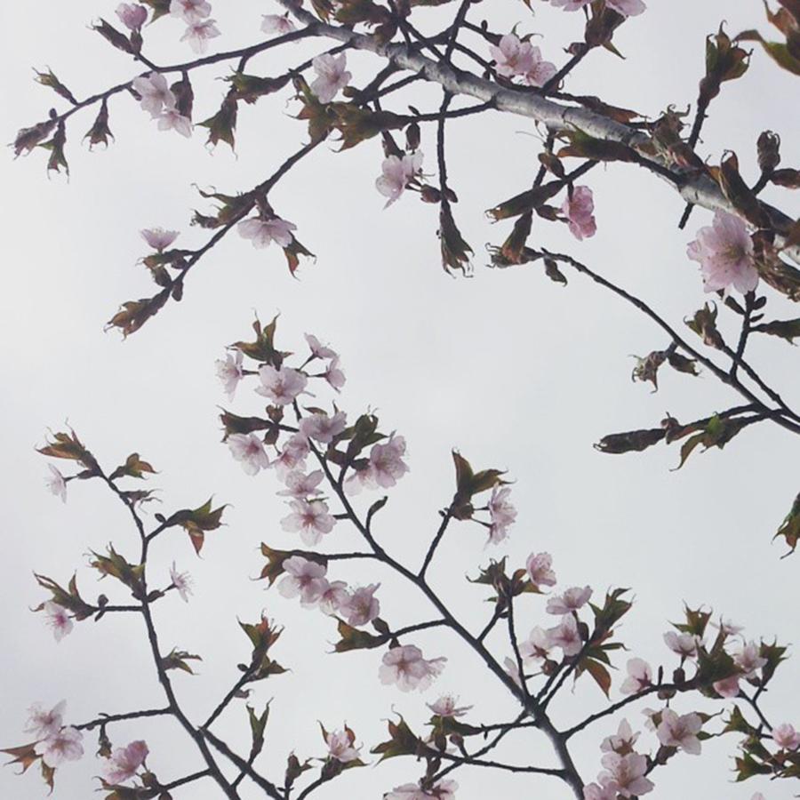 Spring Photograph - #morningwalk #flowers #spring by Tricia Elliott