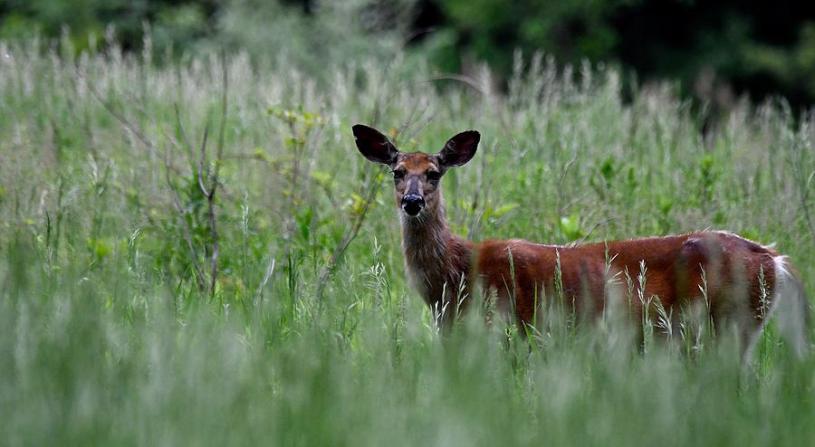 Morninng Deer Photograph by Jeffrey PERKINS