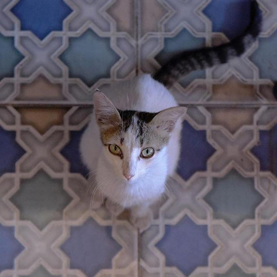 Cat Photograph - Moroccan Kitty.
#morocco #cat #tiles by Visual Creative In Lisbon