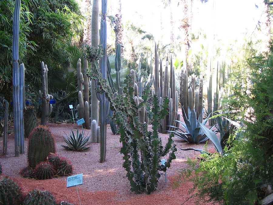 Morocco Majorelle Gardens 04 Photograph by Yvonne Ayoub