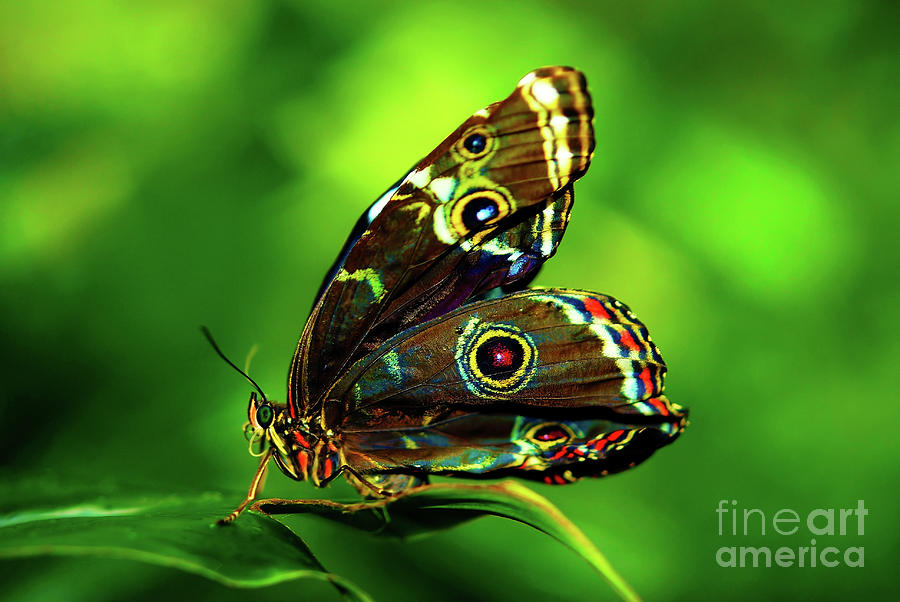 Morpho Butterfly Photograph by KaFra Art - Fine Art America