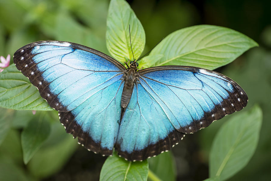 Morpho Butterfly Photograph by Oscar Gutierrez