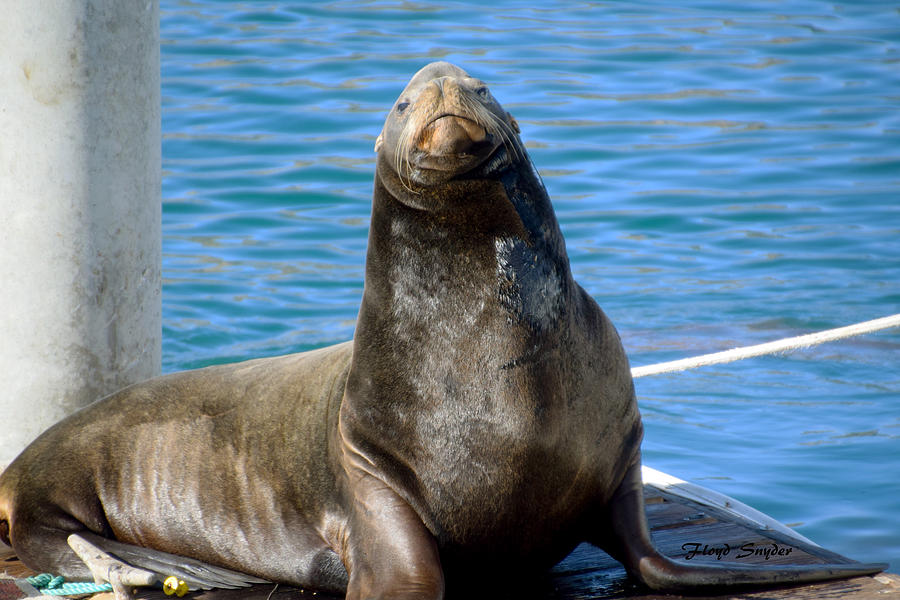 Morro Bay Harbor Seal Painting by Floyd Snyder