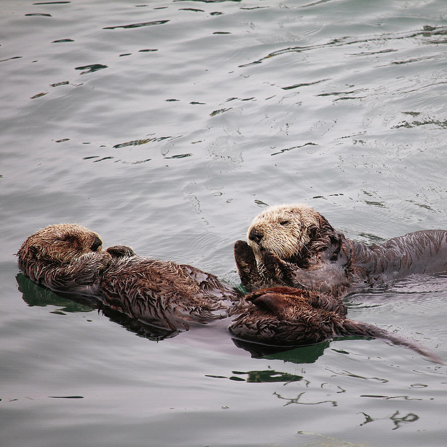Morro Bay Sea Otters Photograph by Art Block Collections