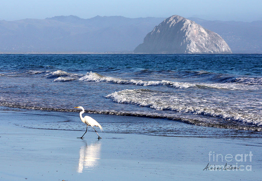 Morro Egret Photograph by Alison Salome